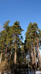 Wall Mural - pine trees in the forest