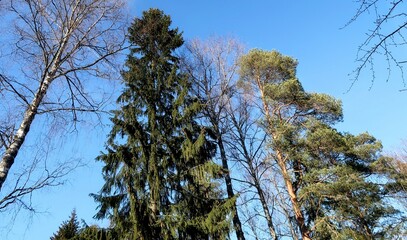 Wall Mural - trees in the forest