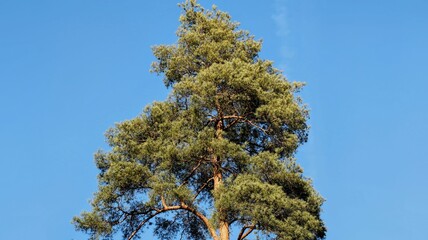 Wall Mural - pine tree branches