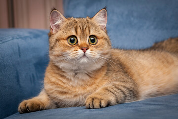 Wall Mural - A beautiful British golden-colored cat with huge eyes lies in front of the camera in close-up.