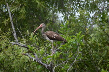 This Florida Everglades Bird Is A Juvenile Ibis. The Adults Will Have All White Feathers. 