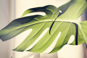  Creative nature background.Fresh green leaf of monstera with light on grey background. Minimal style design with plant. copy space selective focus