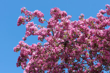 Pink Blossom On A Blue Sky
