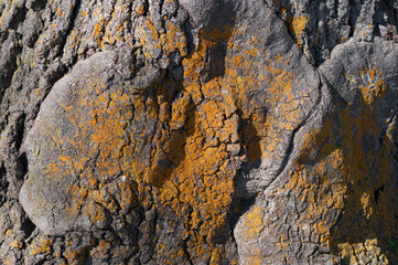 orangey lichen on tree 