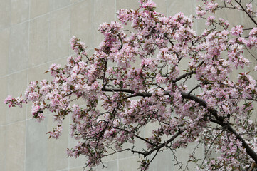 decorative apple blossom on a stone background