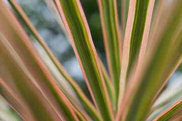 Canvas Print - botanical yucca leaf background