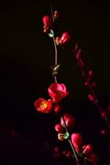 Poster - red roses on black background