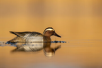 Sticker - Garganey bird ( Spatula querquedula ) close up - male