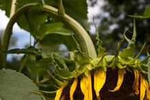 Sunflower With Head Turned Down 