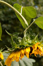 Sunflower With Head Turned Down In The Garden
