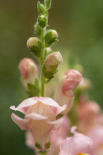 Antirrhinum, Dragon Flowers, Snapdragons, Or Dog Flowers Close Up - Bokeh Background - Pink