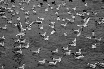 Photos of white gulls on the sea