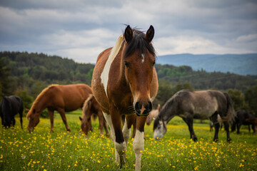 Wall Mural - horse in field