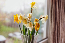 Beautiful Spring Daffodil Flowers But Faded, In A Vase On The Windowsill, The Concept Of Faded Relationships, Spoiled Health