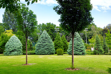 Wall Mural - trees with mulching on a turf lawn with a trimmed grass and a evergreen bush and coniferous tree in a park with deciduous trees on meadow, summer green nature landscape.