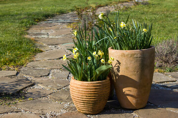 Canvas Print - the daffodil flowers in a clay pots