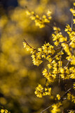 Fototapeta  - żółty krzew wiosenny forsycji w zbliżeniu