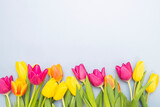 Fototapeta Tulipany - tulips border on blue background