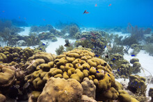 A Yellow Coral Head Surrounded By Fish And A Mooring Buoy In The Background- Scuba Diving In Bonaire, Dutch Caribbean