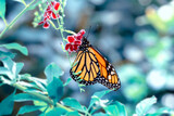 Fototapeta Sawanna - Macro shots, Beautiful nature scene. Closeup beautiful butterfly sitting on the flower in a summer garden.