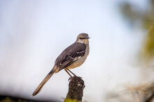 Northern Mockingbird (Mimus Polyglottos) Perched On Three Stump, Close Up. This Is The Official Bird Of The State Of Texas.