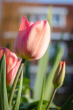 Fototapeta Tulipany - First tulips growing in the garden, early spring flowers with fresh and intese colors