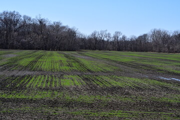 Wall Mural - Farmland