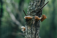 Brown Mushrooms On A Tree Trunk. Autumn Photo With Mushrooms On The Tree Close Up. Blurred Background.
