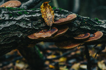 Brown Mushrooms On A Tree Trunk. Autumn Photo With Mushrooms On The Tree Close Up. Textured Bark With Green Moss.
