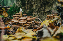 Inspirational Autumn Photo With Mushrooms. Lots Of Little Brown Mushrooms Near The Tree. Outdoor Recreation.
