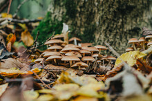 Inspirational Autumn Photo With Mushrooms. Lots Of Little Brown Mushrooms Near The Tree. Blurred Background.