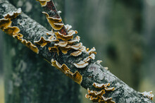 Patterned Mushrooms On A Tree Trunk. Autumn Photo With Mushrooms On The Tree Close Up. Blurred Background.