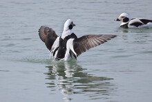 Long Tailed Male Ducks Acting Territorial And Aggressive Towards Other Males On Lake On Freezing Cold Spring Day