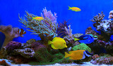 Fototapeta Do akwarium - Beautiful symbiosis of group of fishes in coral reef aquarium tank