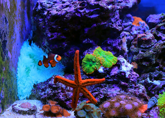 Wall Mural - Beautiful reef aquarium scene with red seastar 