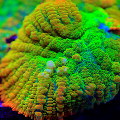 Canvas Print - Sun-stone rare and expensive Rhodactis soft mushroom coral