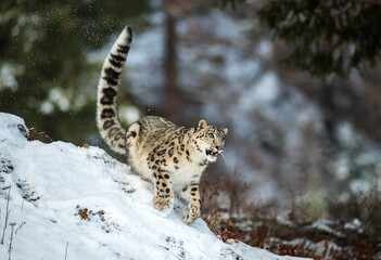 Poster - Snow Leopard