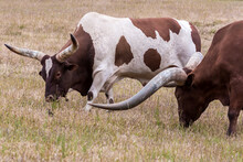 Longhorn Texan Style Bulls In The Pasture