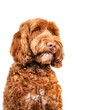 © Petra Richli - Isolated fluffy dog looking to the right. Three quarter view of medium to large dog. Serious, sad or longing dog expression. Brown or apricote female labradoodle dog. Selective focus on nose.