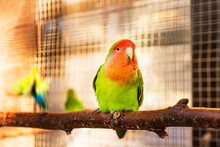 A Green-haired Parrot Sits In A Cage And Looks Into The Camera. Agapornis Roseicollis Viellot, Psittacidae