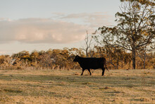 Horizontal Shot Of A Black Cow Walking Through Paddock