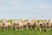 Crossbred Lambs In A Grassy Pasture Paddock