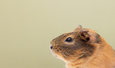 Wall Mural - Curious guinea pig on background, guinea pig cute portrait copy space