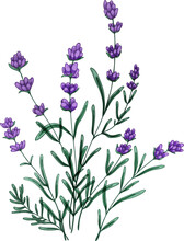 Bunch Of French Provence Lavender Flowers Hand Drawn Illustration