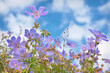 flowers geranium meadow wildflower blue