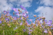 flowers geranium meadow wildflower blue