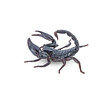 black scorpion on white background,isolated