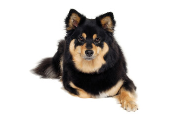 Wall Mural - Calm Finnish Lapphund dog sitting on a white background