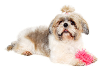 Poster - Sad shih tzu dog on a clean white background.