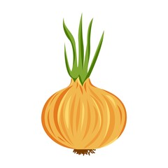 onion vegetable isolated vector colored